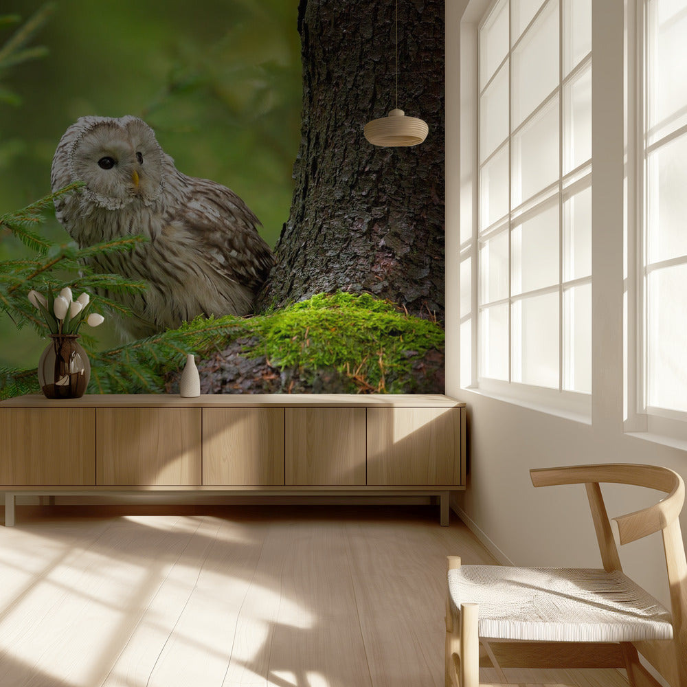 Viirupöllö | Valokuvatapetit