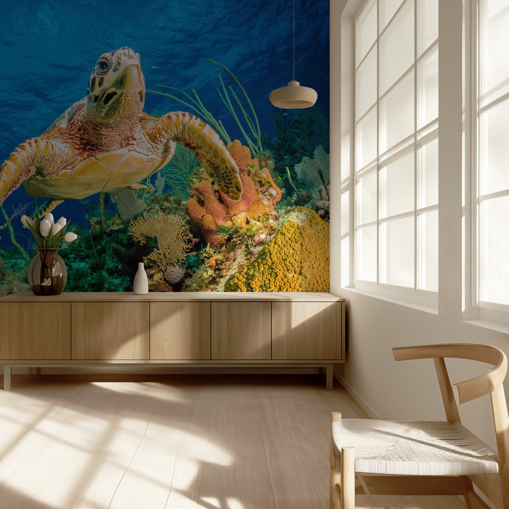 Tortuga carey nadando a través del arrecife del Caribe | Papel Pintado Fotográfico