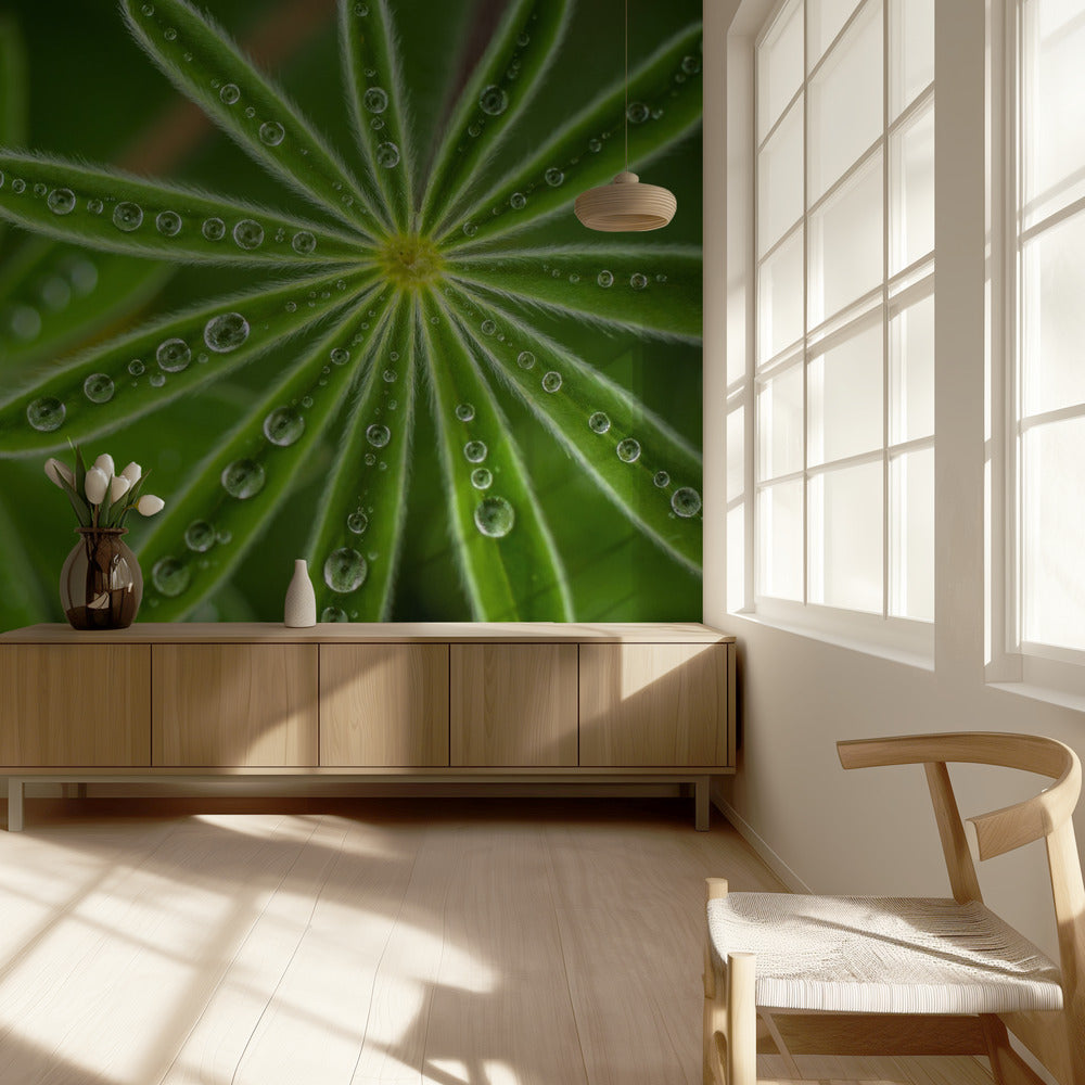 Lupino perlado | Papel Pintado Fotográfico