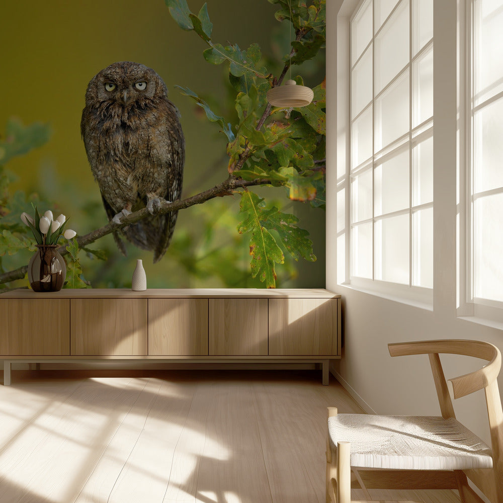 Eurasisk scopsugla | Fototapet