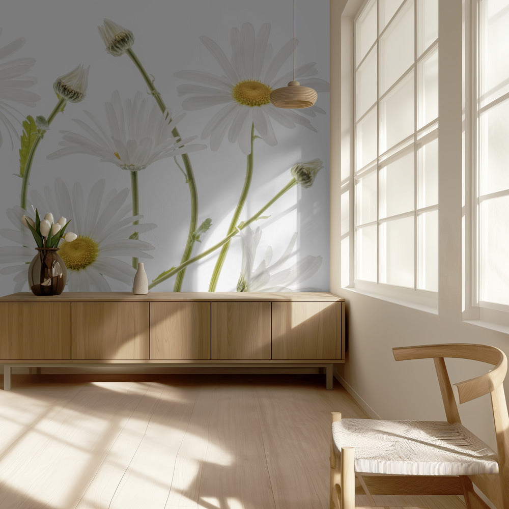 Margaritas de ojo de buey | Papel Pintado Fotográfico