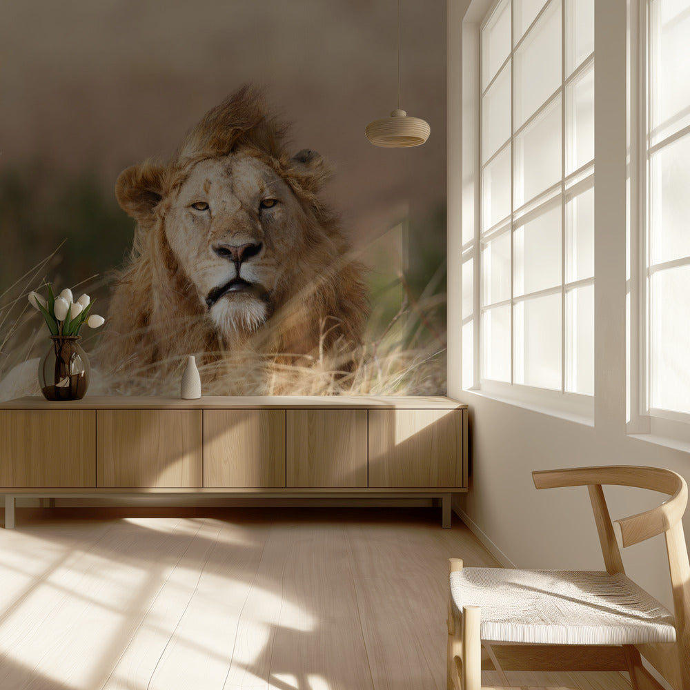 Komea! | Valokuvatapetit