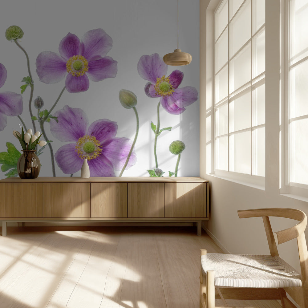 Anemone Japonica | Wallpaper