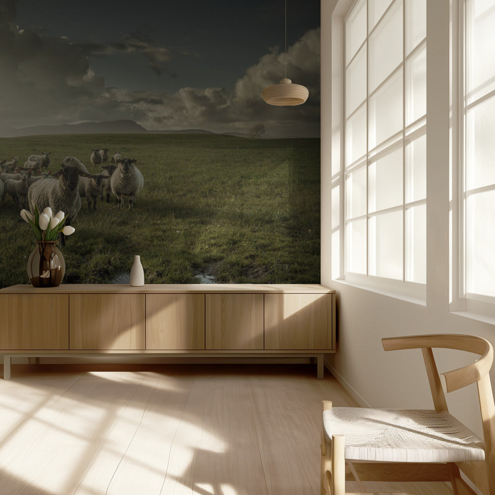 Schafe | Fototapeten