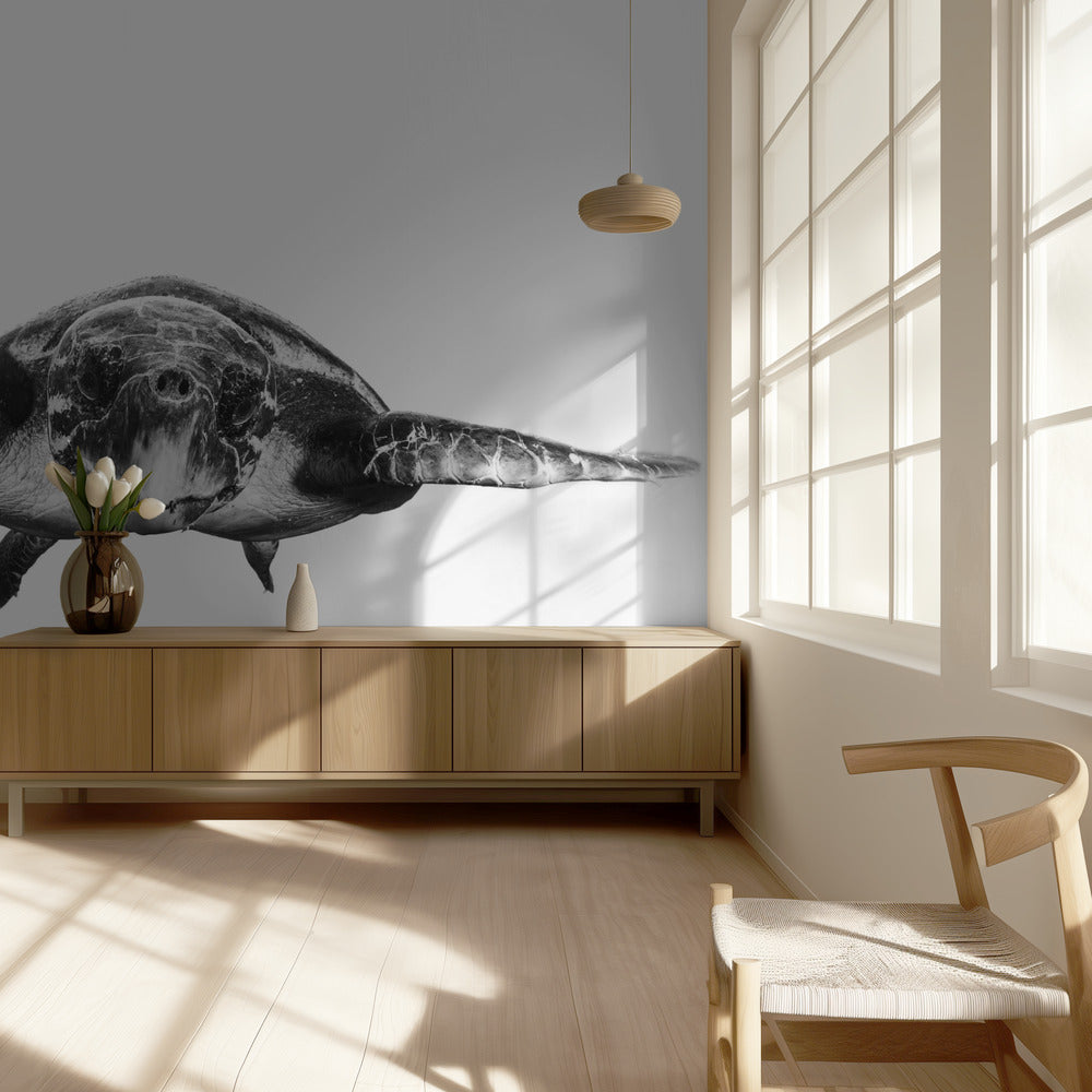 Blanco y tortuga | Papel Pintado Fotográfico