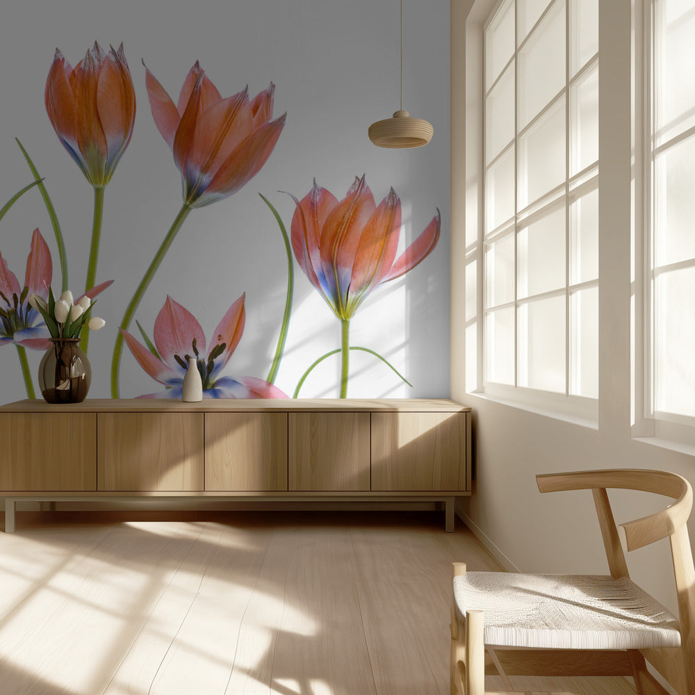 Apricot Tulips | Wallpaper
