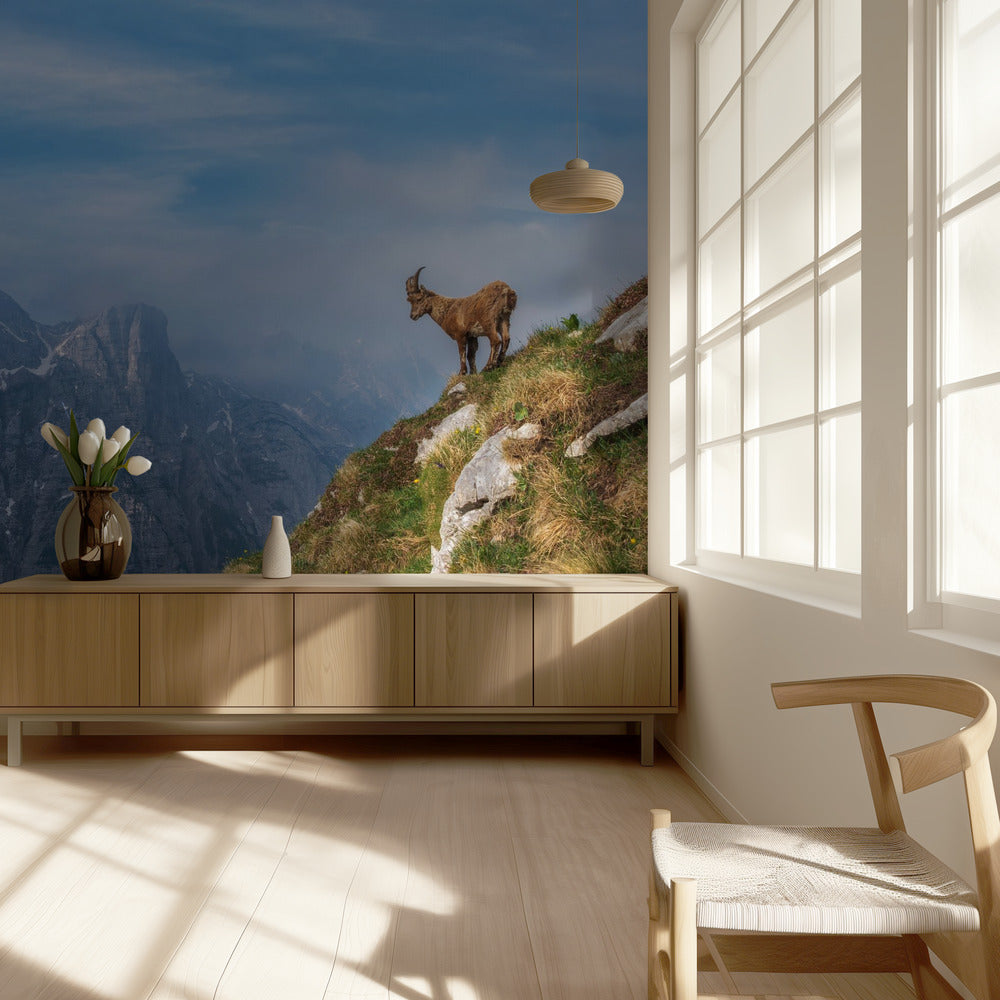 Alppivuohi vuorilla | Valokuvatapetit