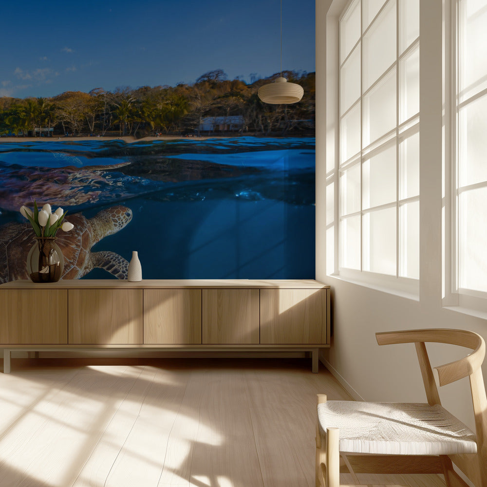 Tortuga Verde - Tortuga Marina | Papel Pintado Fotográfico