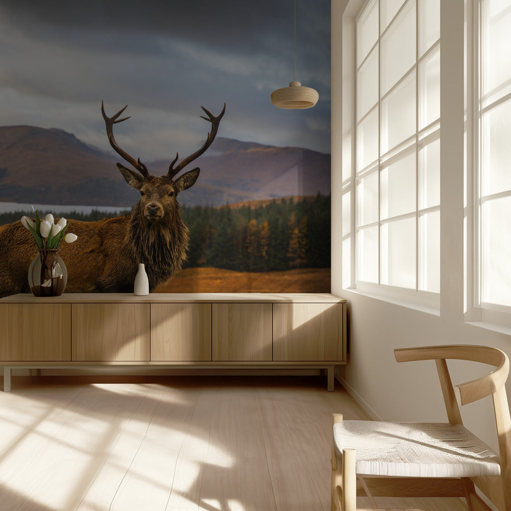 Skotlannin hirvi | Valokuvatapetit