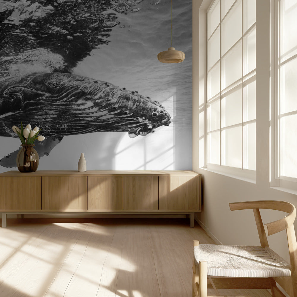 Cría de ballena jorobada | Papel Pintado Fotográfico