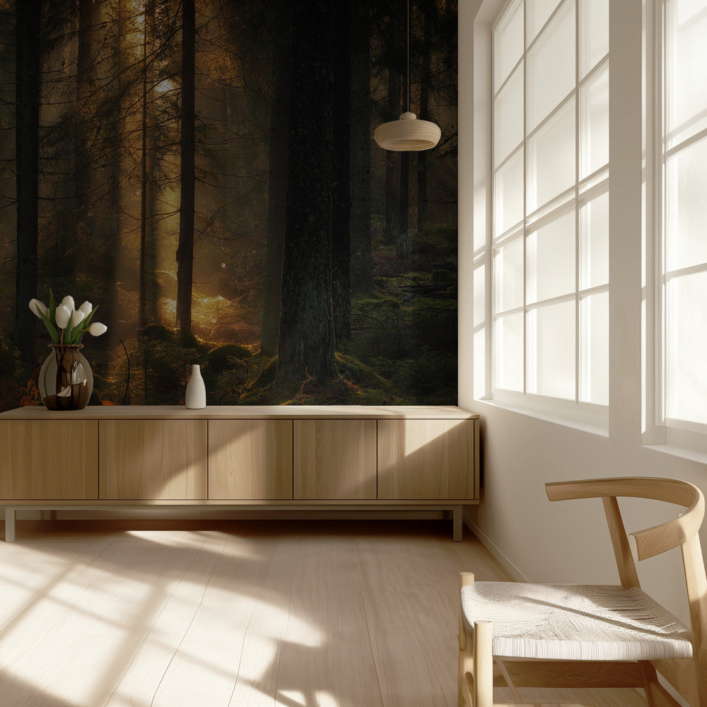 Lyset i skoven | Fototapeter