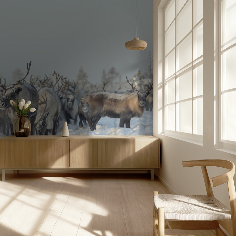 renos Papel Pintado Fotográfico