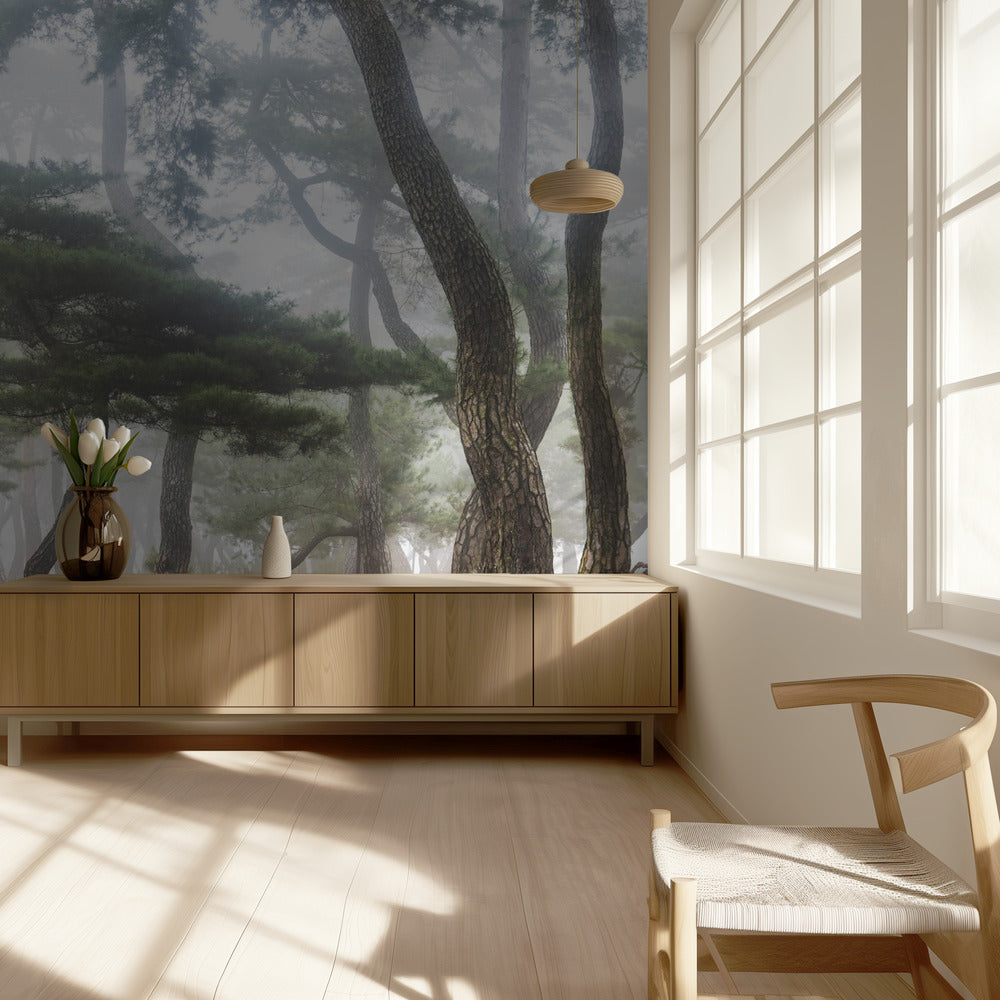 En el brumoso bosque de pinos | Papel Pintado Fotográfico