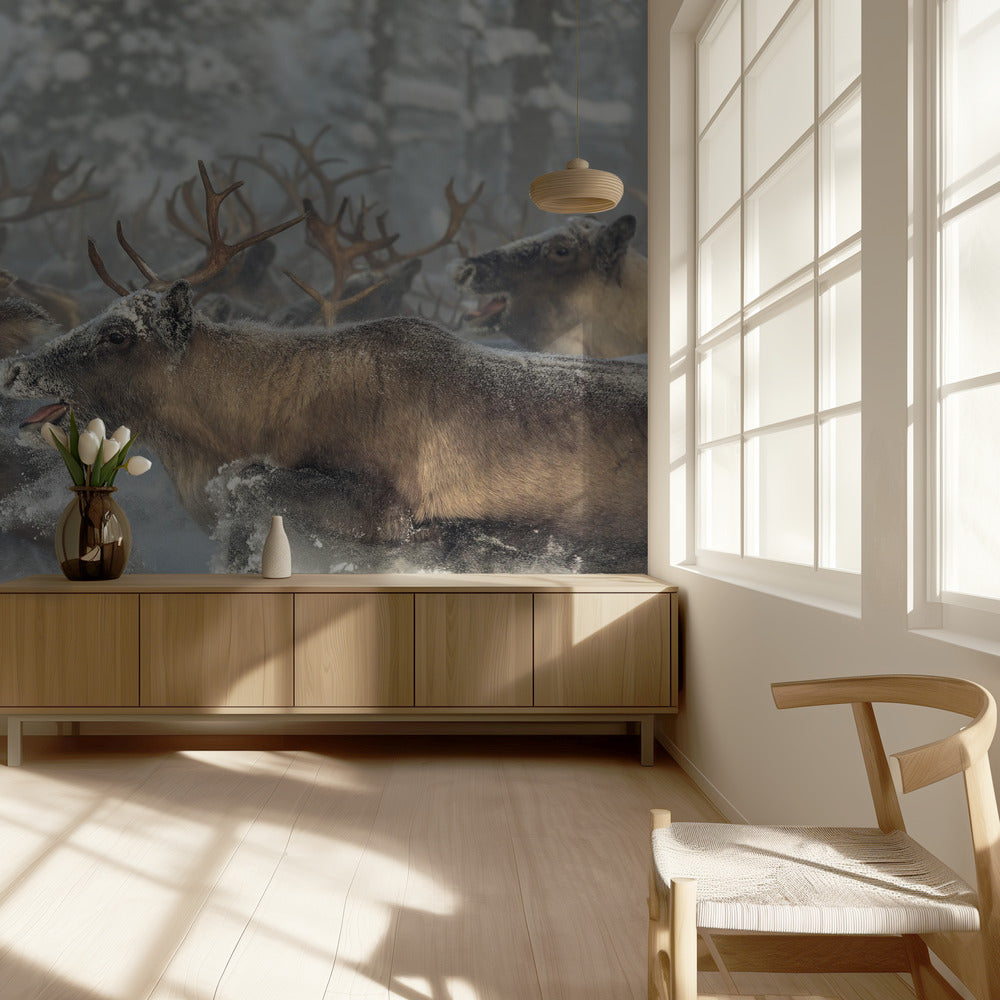 Rensdyr III | Fototapeter