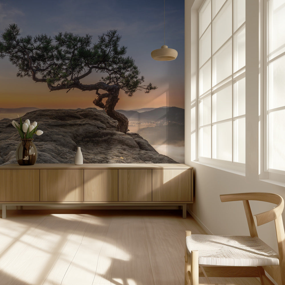 Vanha mänty | Valokuvatapetit