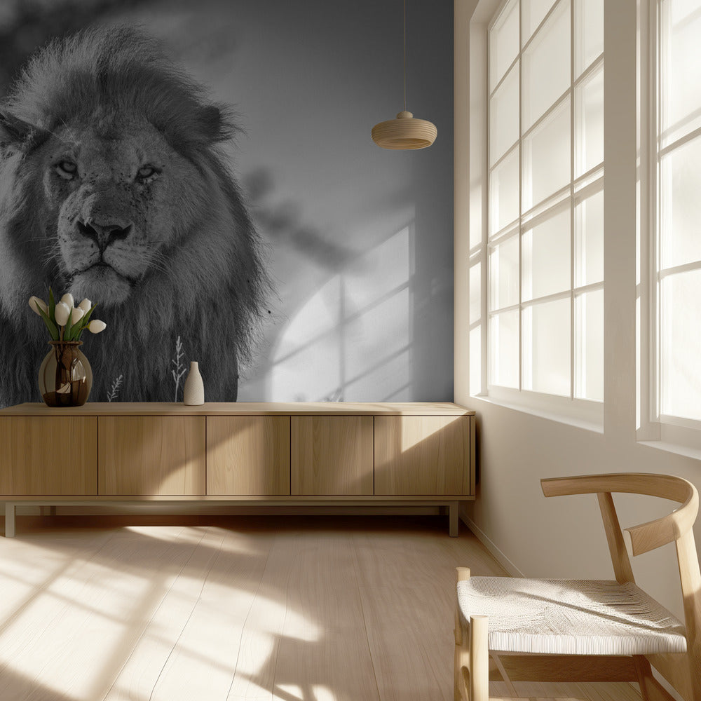 Yksivärinen leijonakuningas | Valokuvatapetit