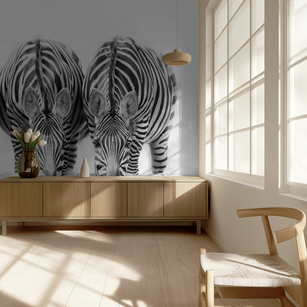 Cebras Papel Pintado Fotográfico