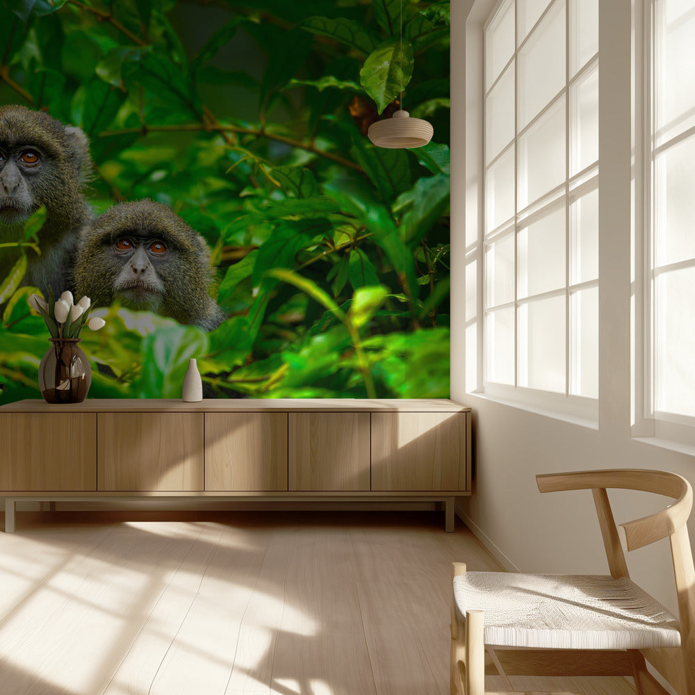 Sininen apina | Valokuvatapetit