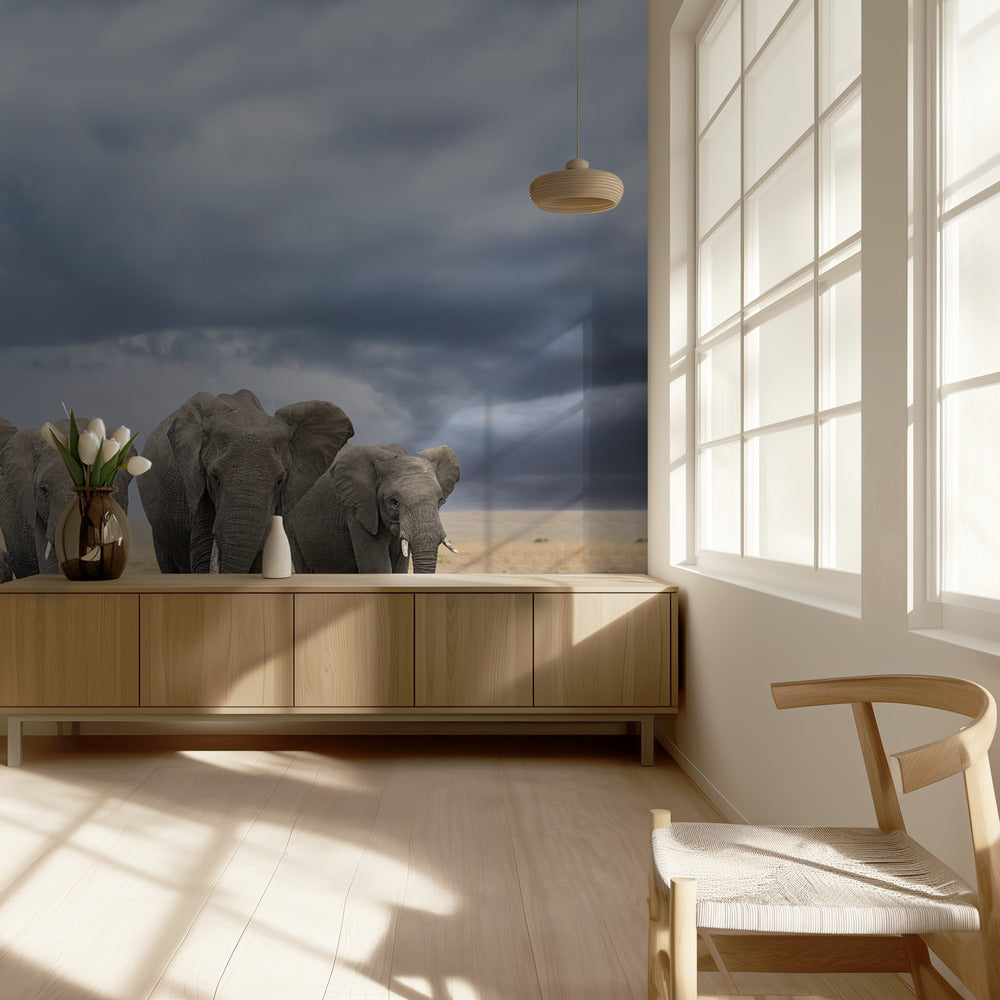 Norsujen kävelyretki | Valokuvatapetit