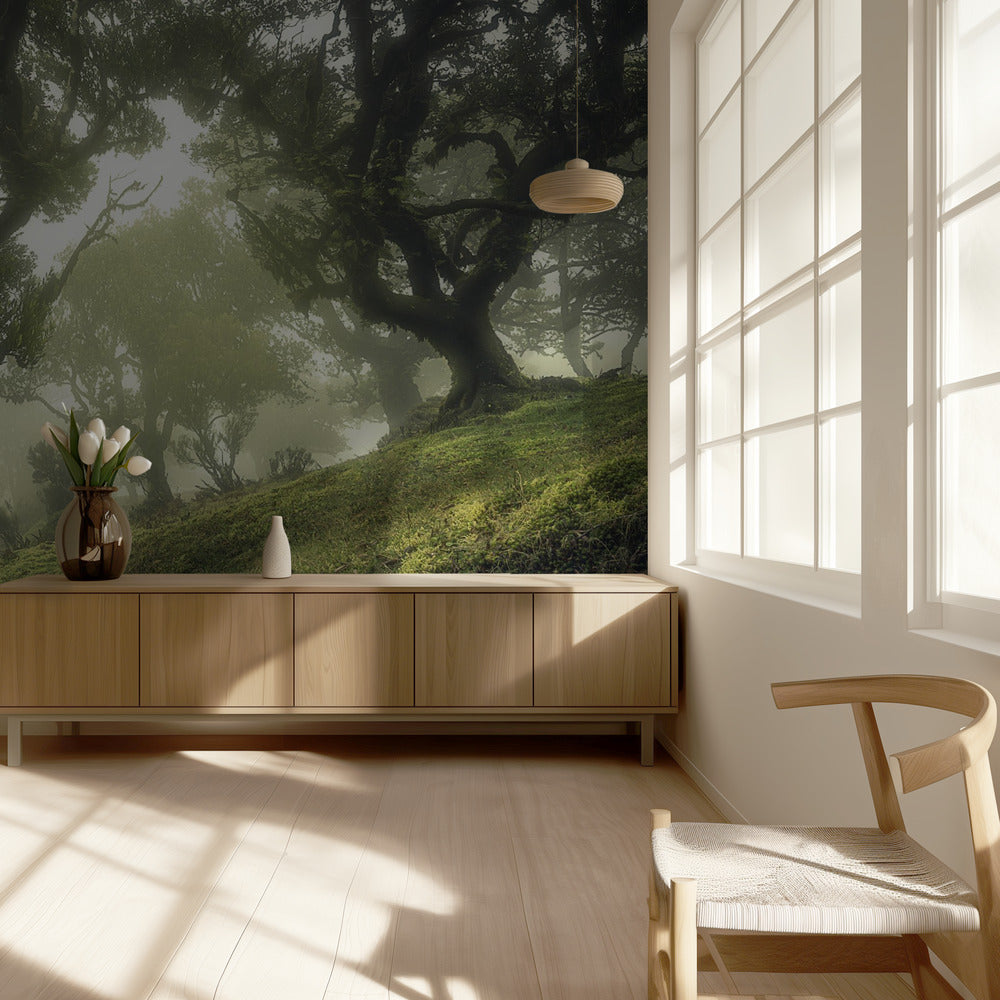 Lumottu metsä | Valokuvatapetit