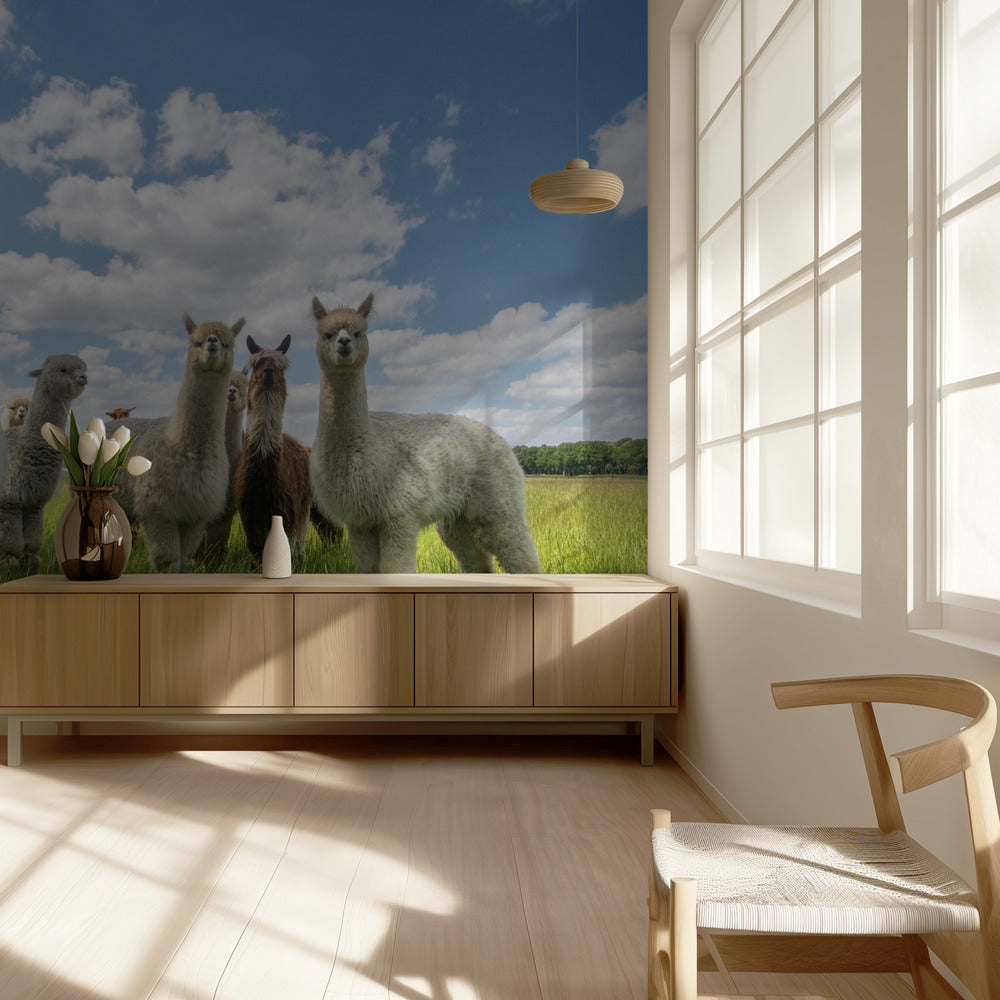 Lähetä alpakoiden koti! Valokuvatapetit