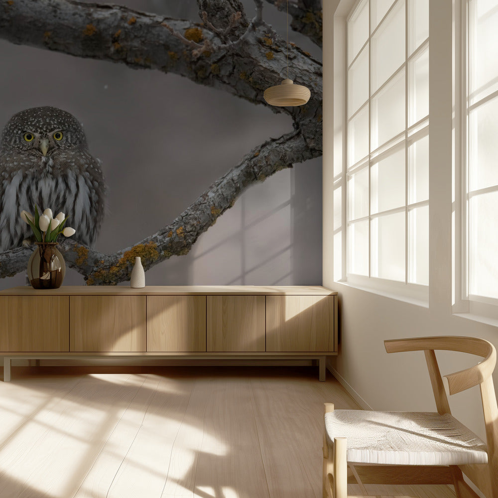 Pikkumies lumessa | Valokuvatapetit