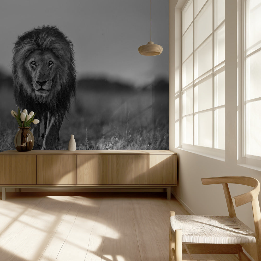 Vanha poika | Valokuvatapetit