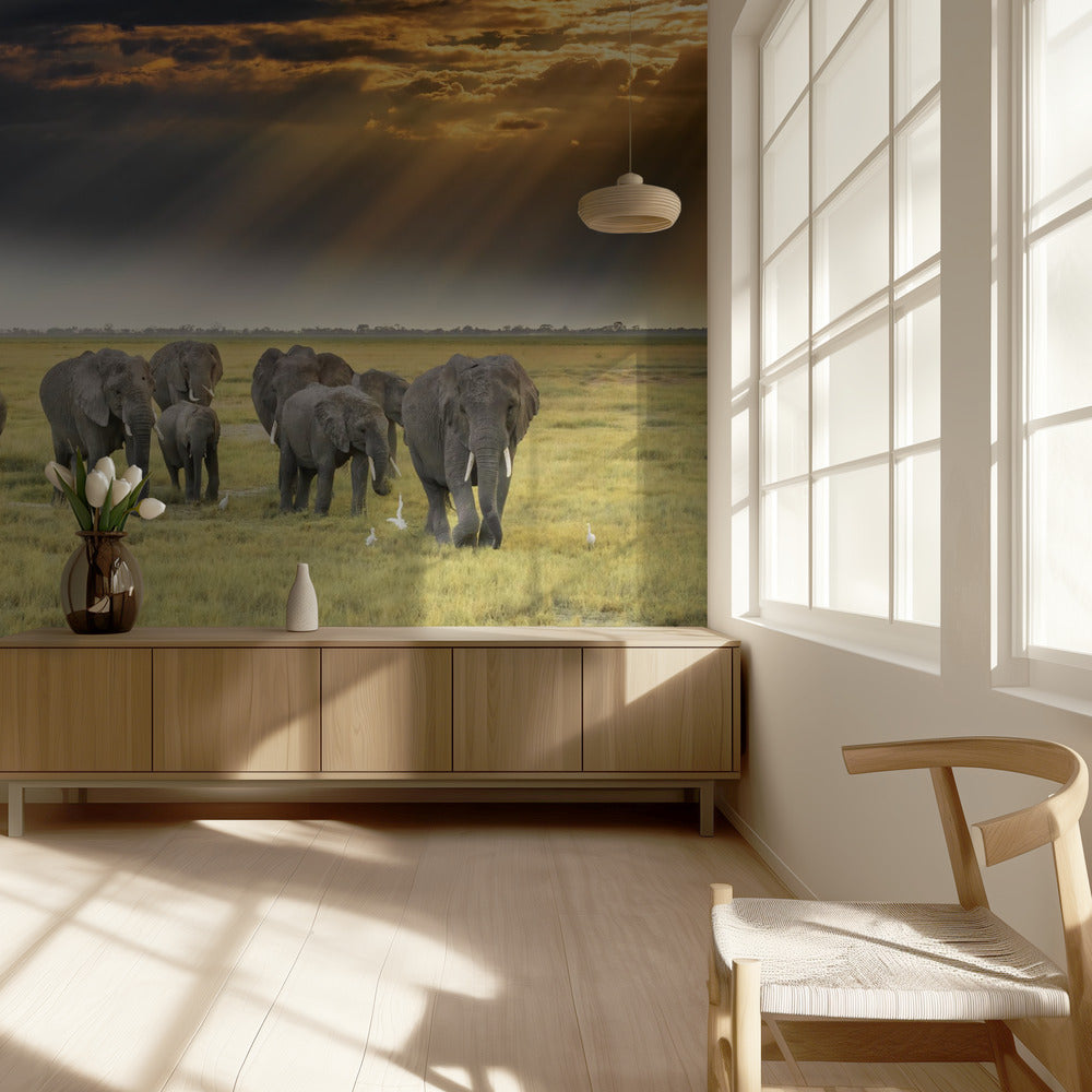 Norsujen rakkaudesta | Valokuvatapetit