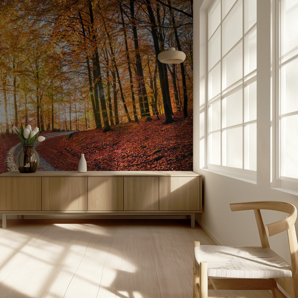 Tie Söderåsenin kansallispuistossa, Ruotsissa | Valokuvatapetit