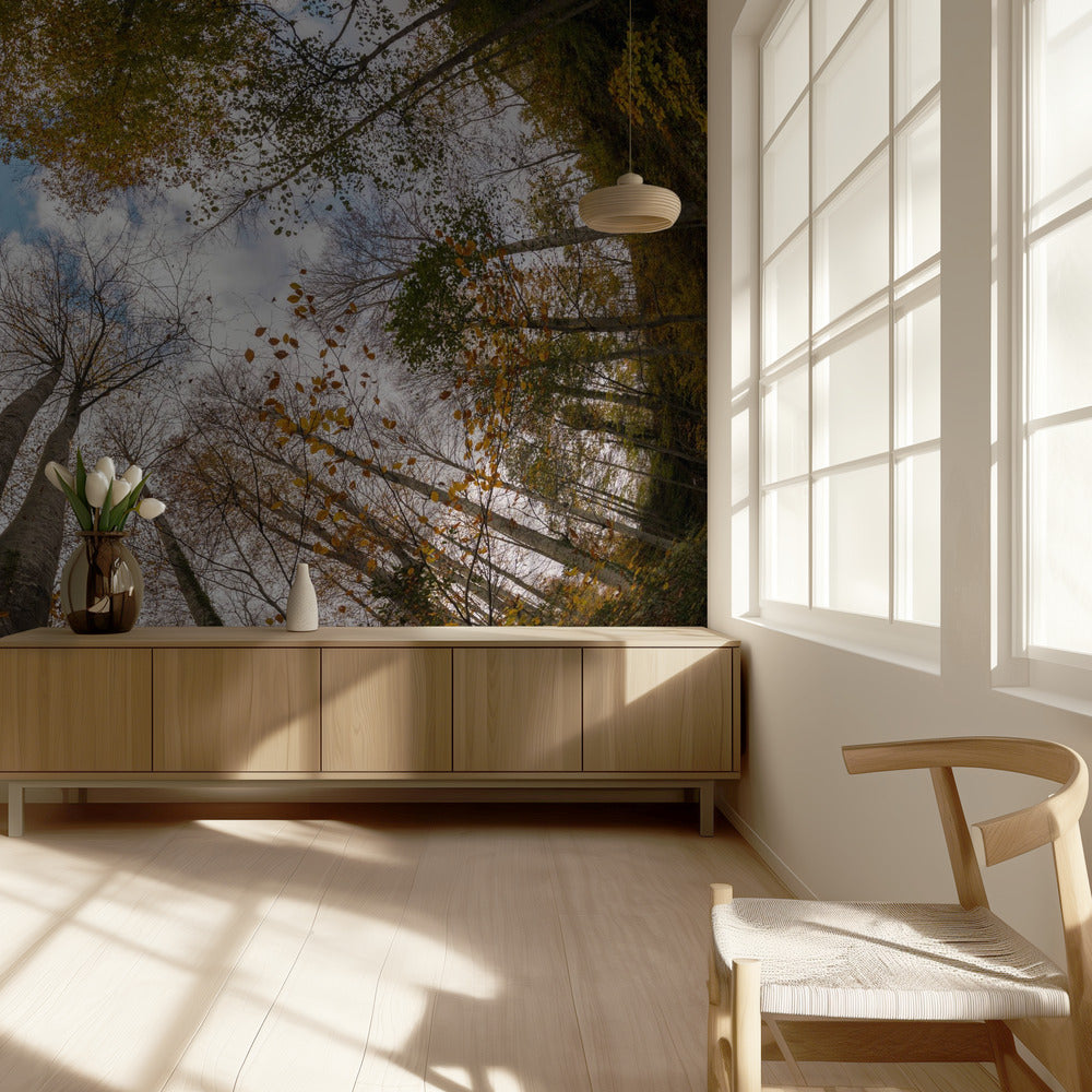 Metsä | Valokuvatapetit