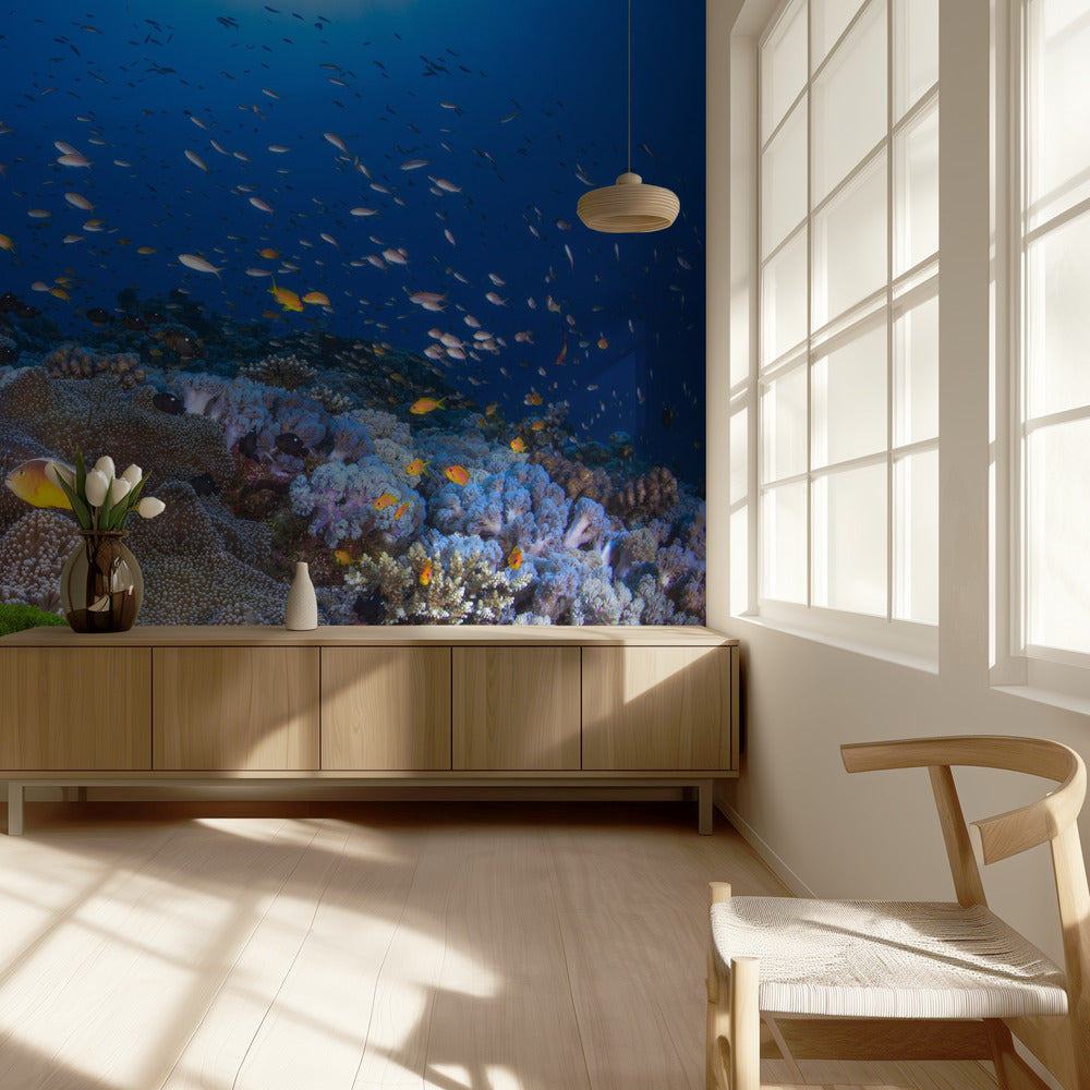 Anemon ja Anthias | Valokuvatapetit