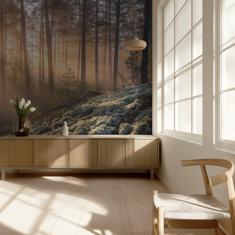 Sumu metsässä, valkoista sammalta etualalla | Valokuvatapetit