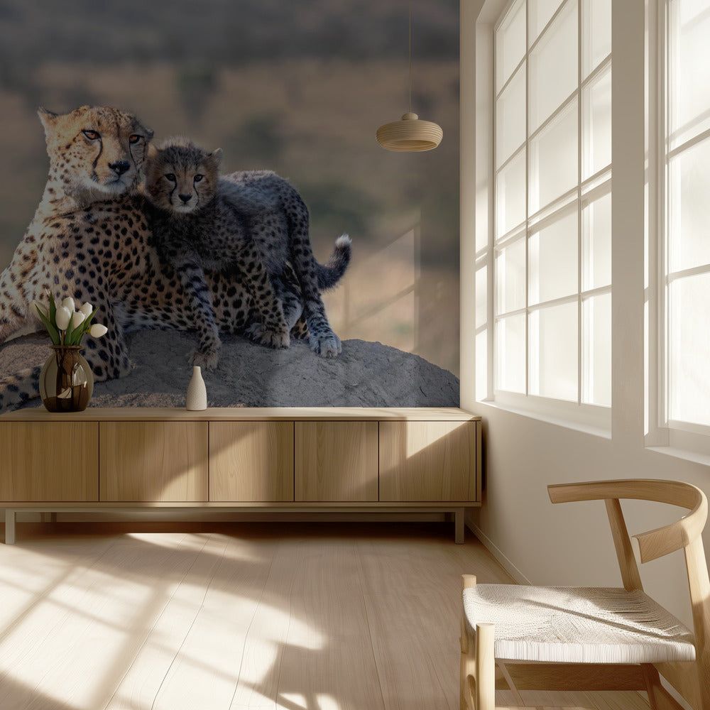 Gepardi ja kuppi! Valokuvatapetit
