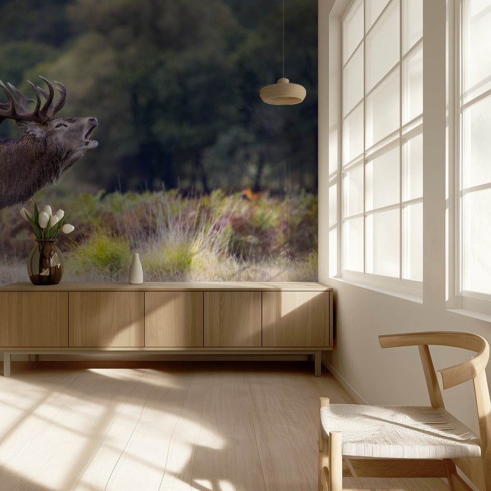 Hirven kirkaisu | Valokuvatapetit