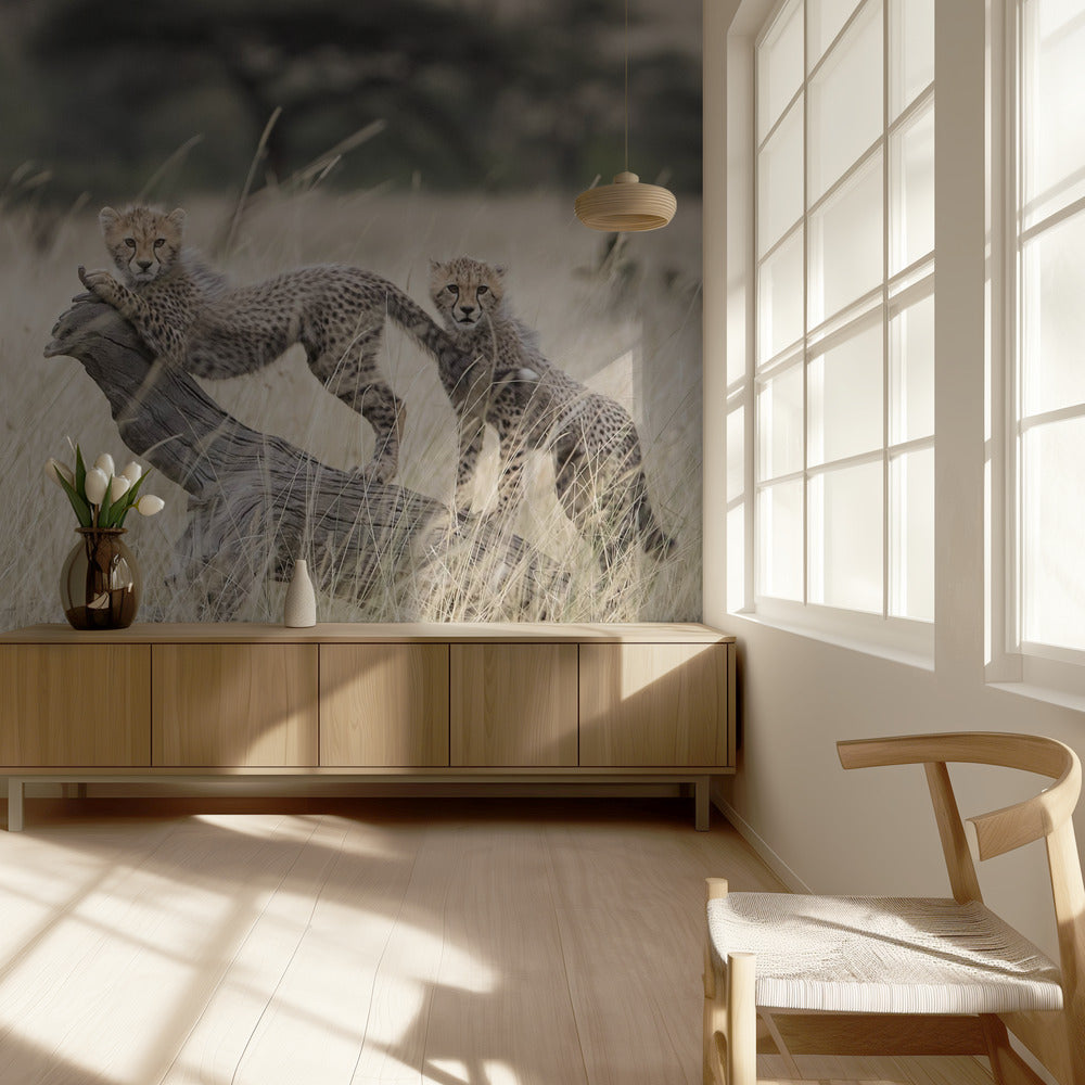 Uteliaat kissat | Valokuvatapetit