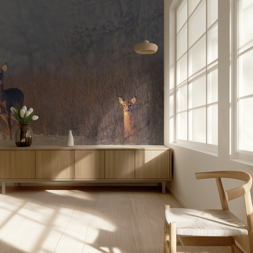 Kolme peuraa | Valokuvatapetit