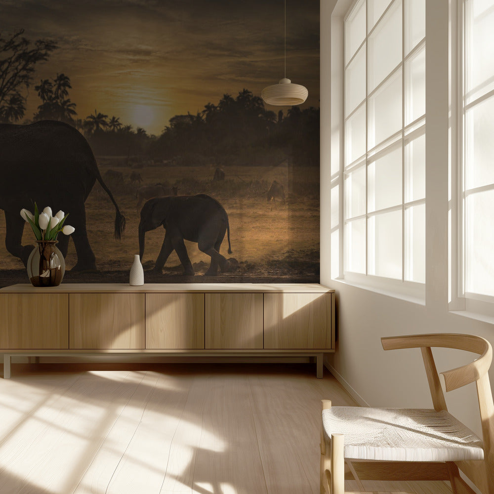 Seuraa minua | Valokuvatapetit