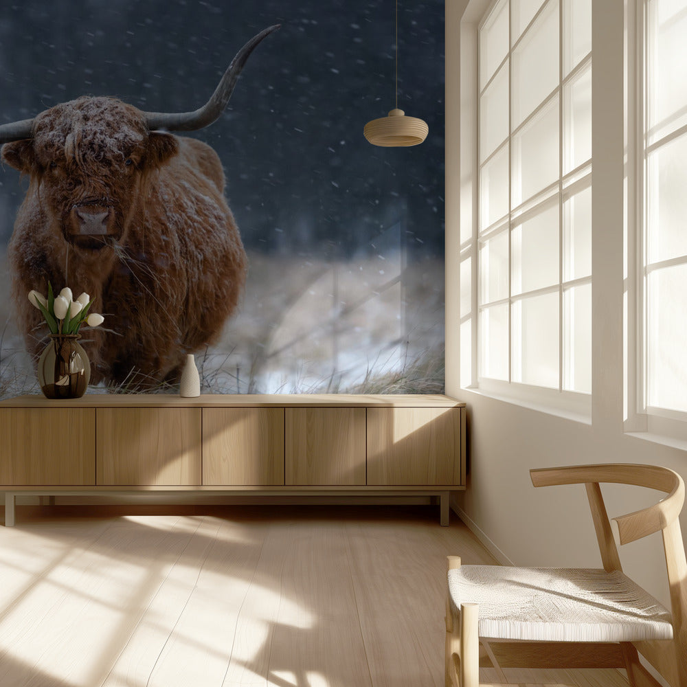 Luminen ylämaan lehmä | Valokuvatapetit