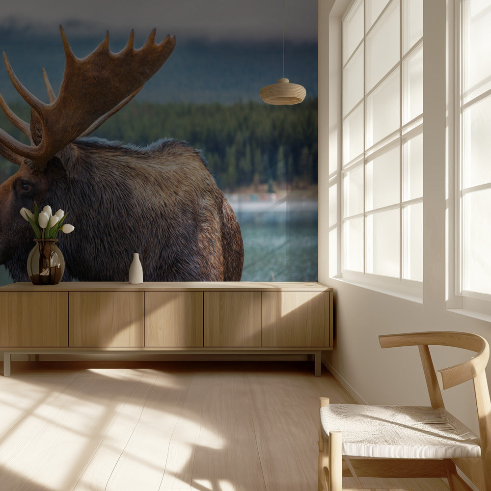 Hirvi | Valokuvatapetit