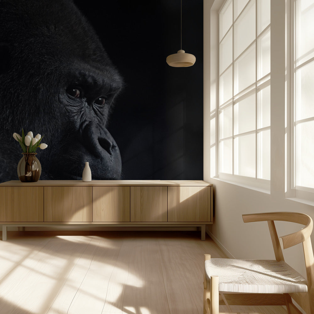 gorillan katse | Valokuvatapetit