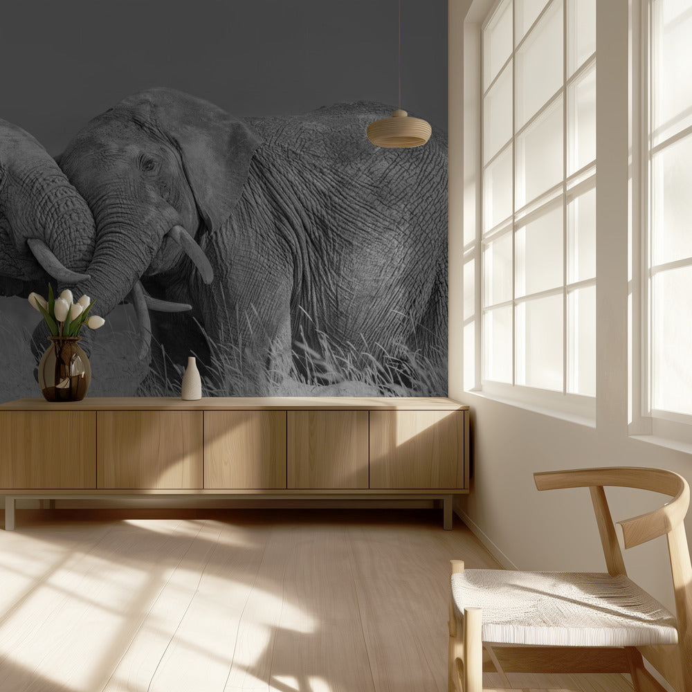 Norsun lento | Valokuvatapetit