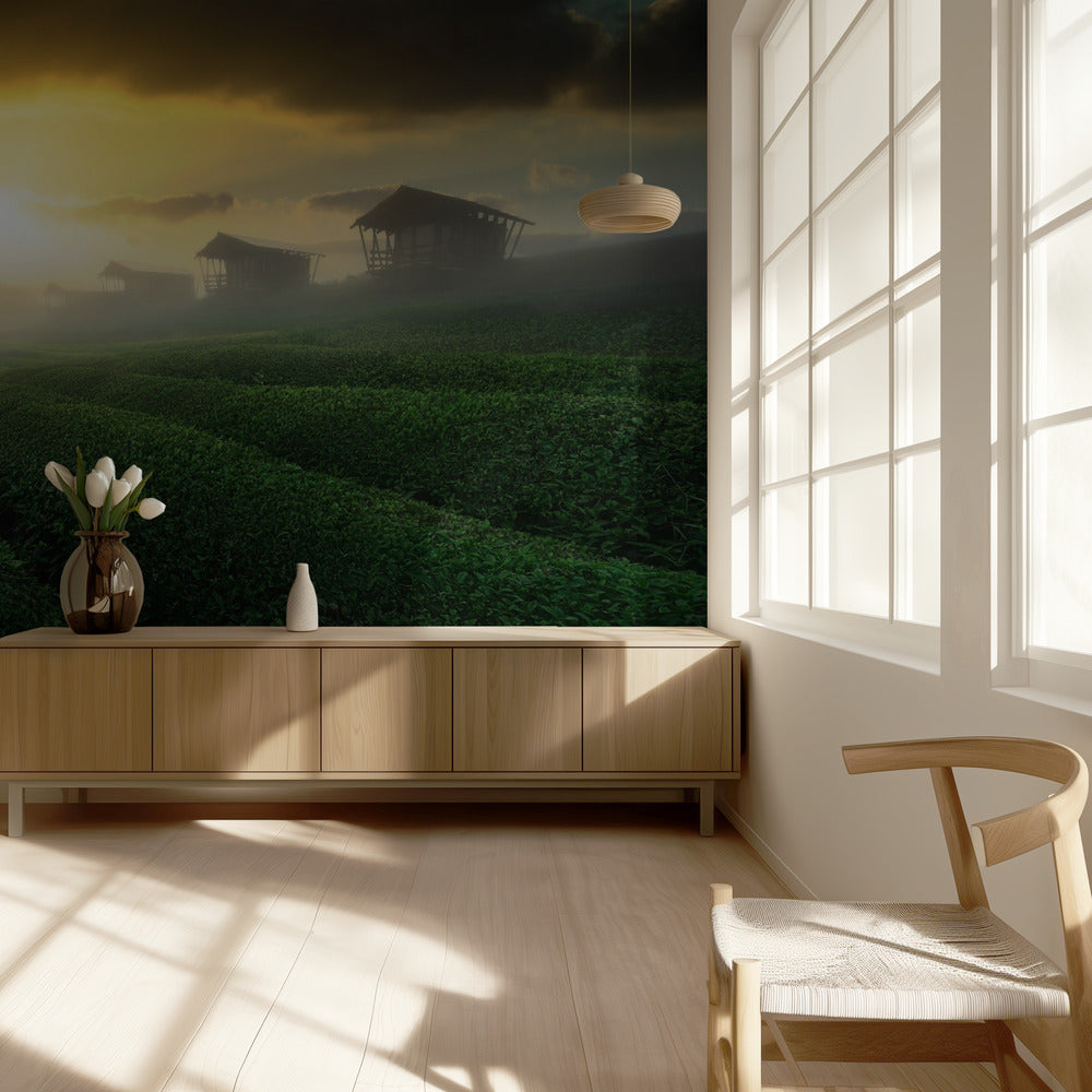 misty sunrise in tea garden | Wallpaper