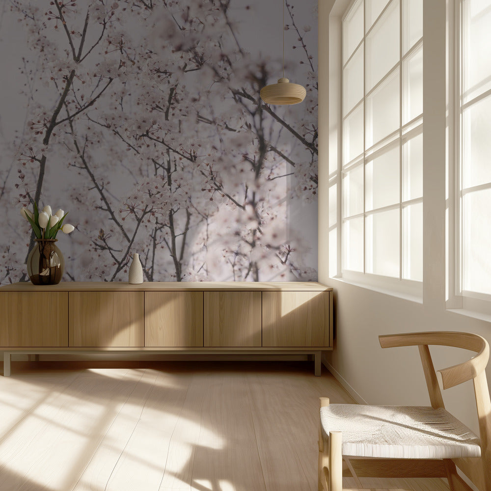 Spring blossoms | Wallpaper