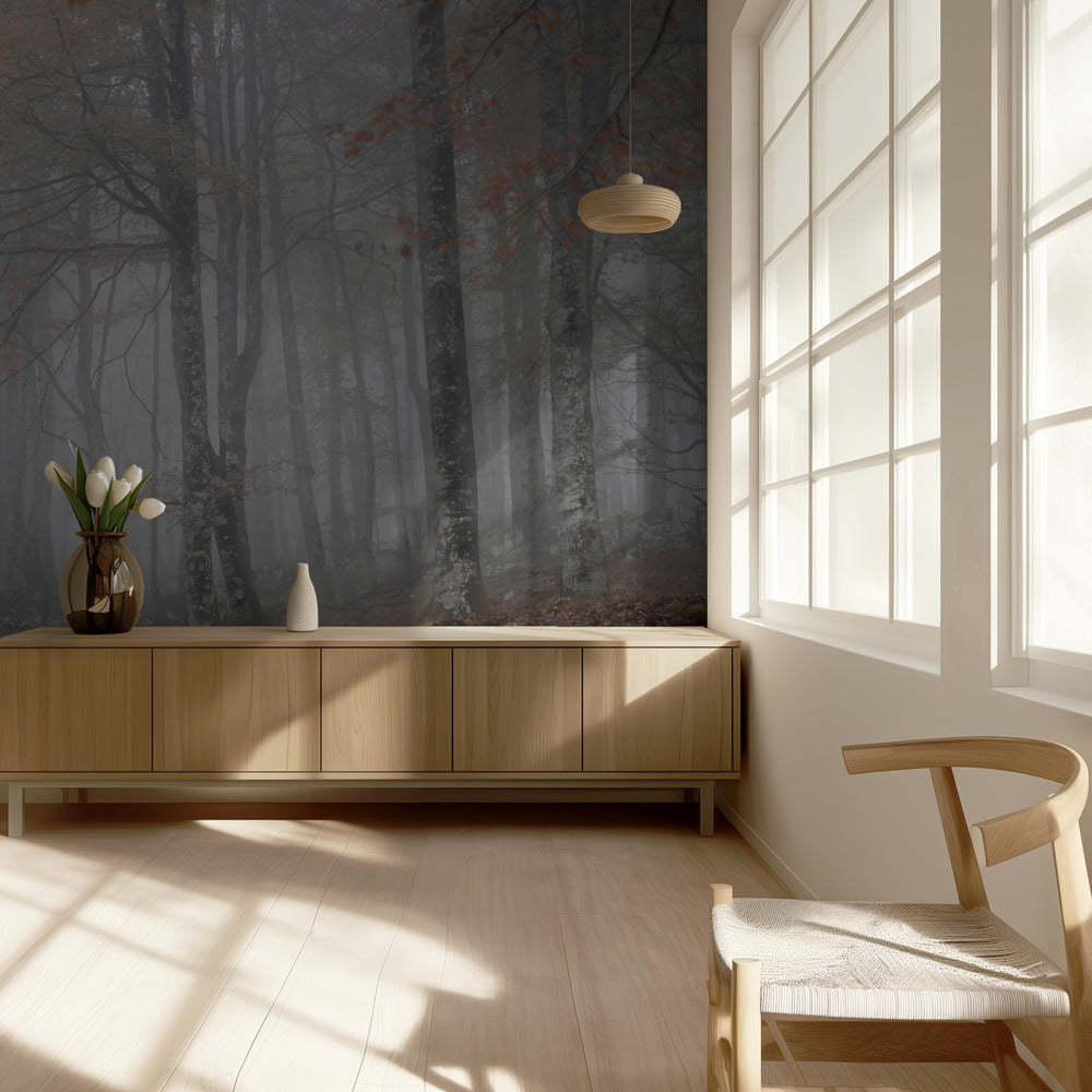 Nebbia e foresta | Carta da Parati Fotografica