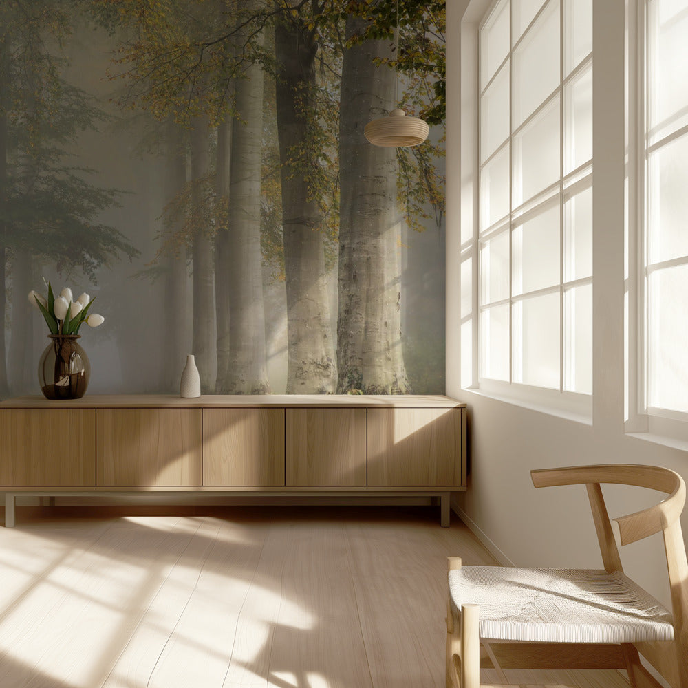 Faggi nella nebbia autunnale | Carta da Parati Fotografica