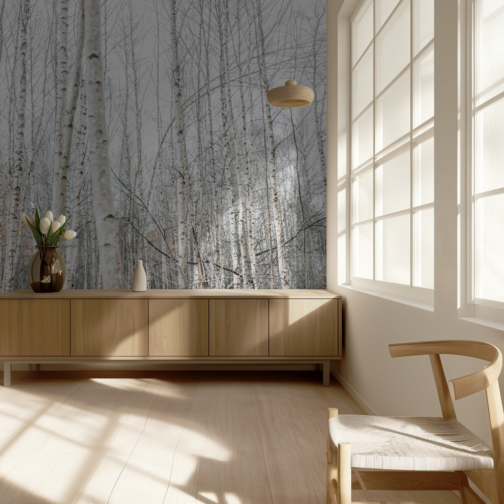 Birch Trees 9 | Wallpaper