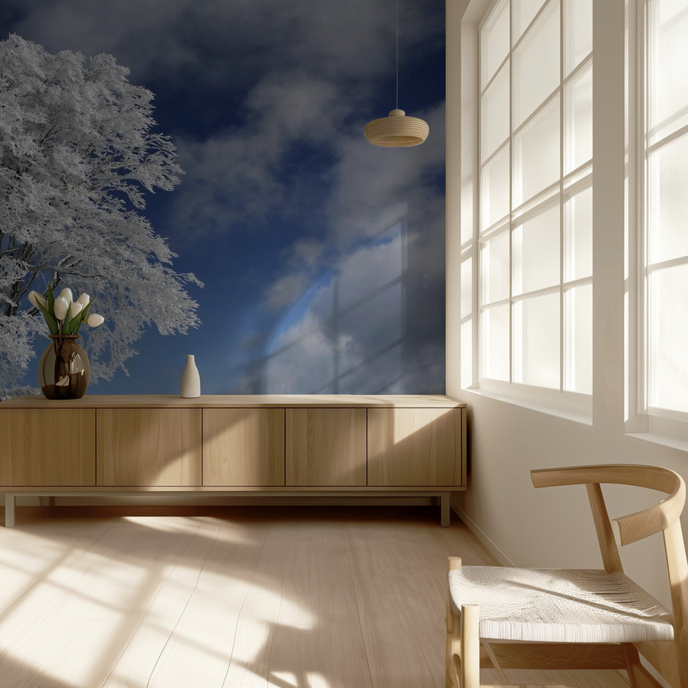 Weiße Windbuche im Schwarzwald | Fototapeten