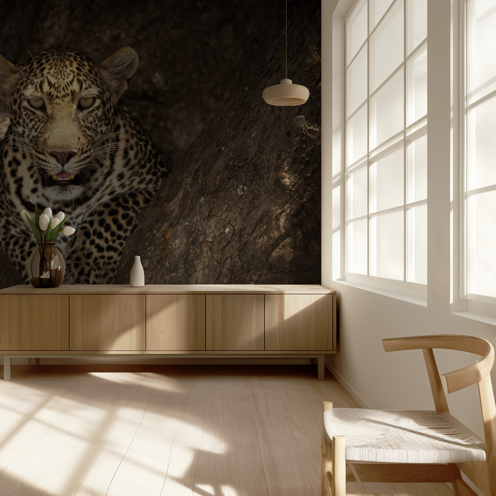 Leopardi lepää puussa Masai Marassa | Valokuvatapetit