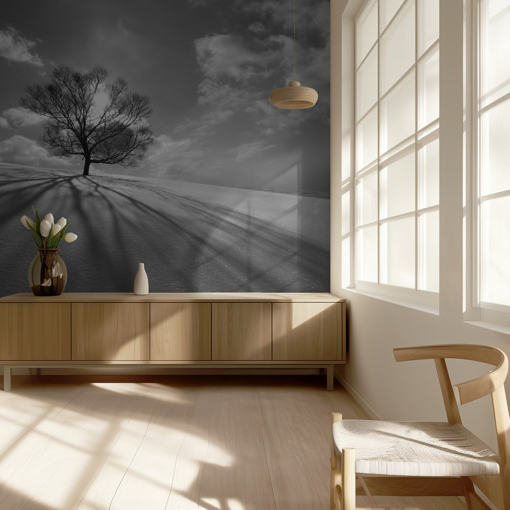 Baumschatten | Fototapeten