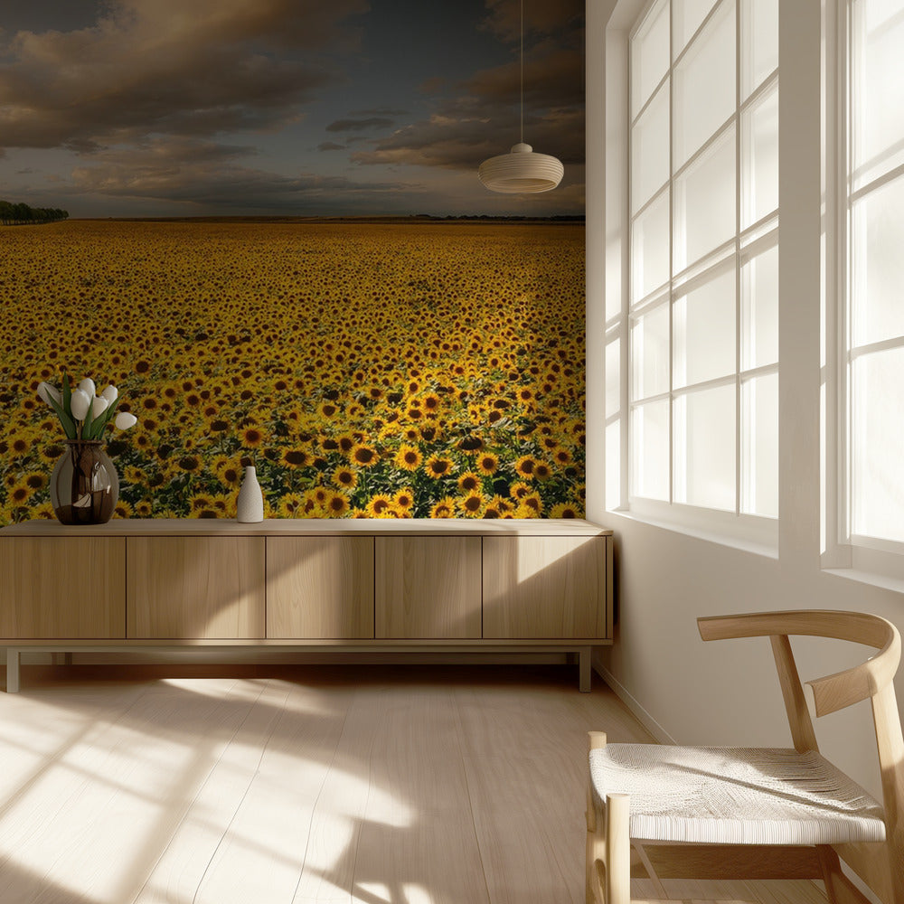 Girasoli | Carta da Parati Fotografica